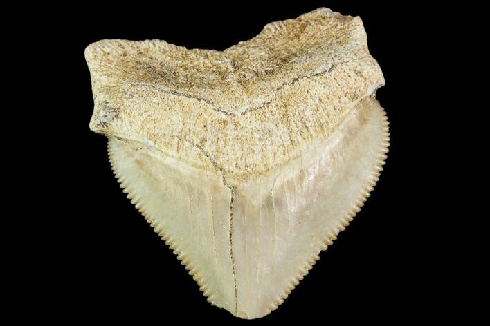 Fossil Crow Shark (Squalicorax) Tooth- Morocco #110101
